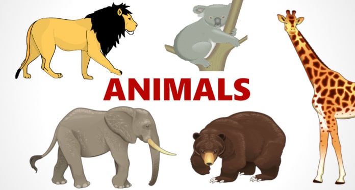 animals vocabulary in English