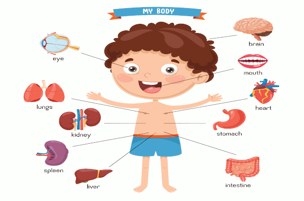 body-parts-inner-organs