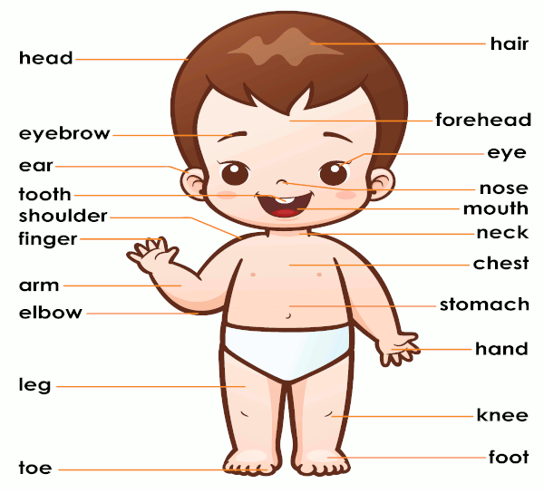 body parts image