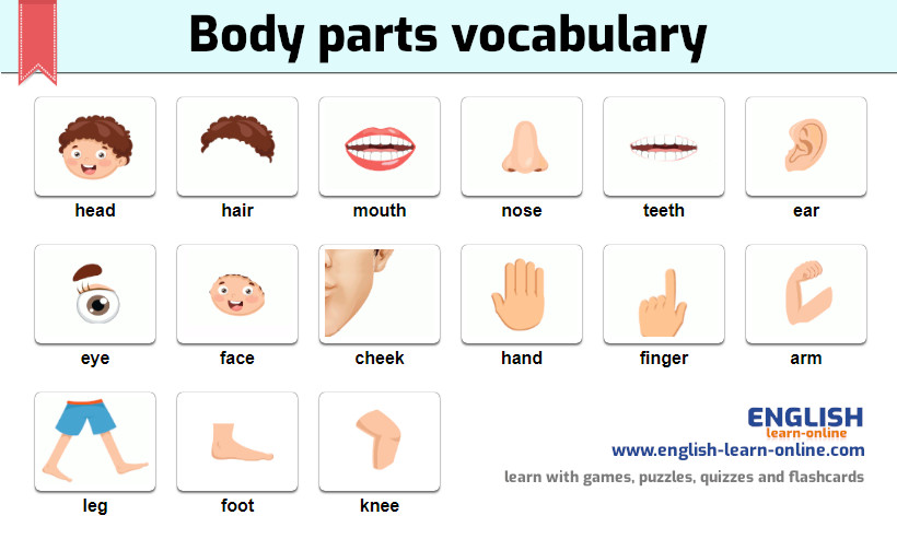body parts vocabulary image
