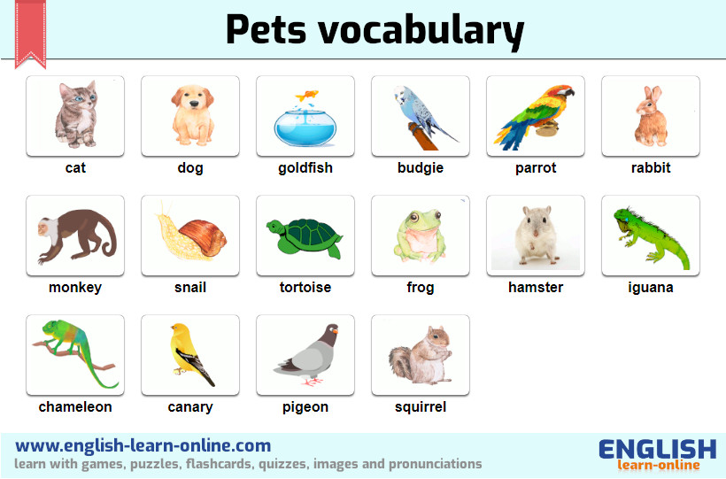 Pets vocabulary image