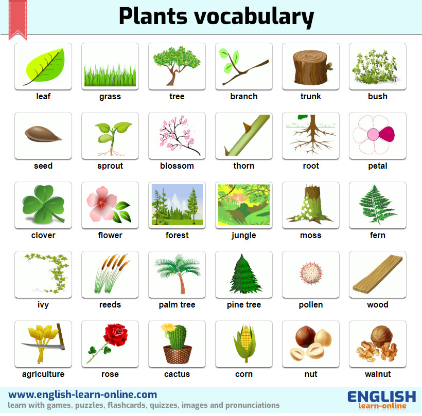 plants vocabulary image